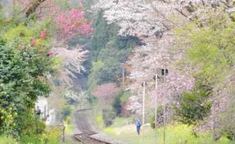 我用了三年时间，拍摄日本九州樱花盛开的秘境车站