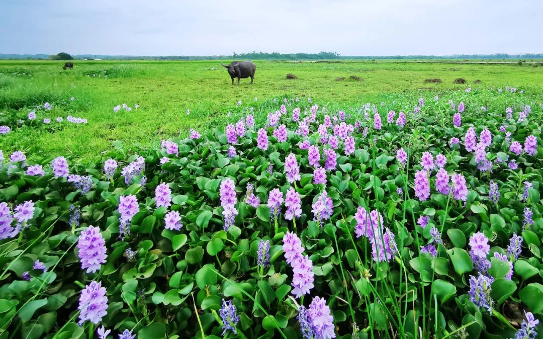 水牛坐在草地上一动不动 好像完全陶醉在这美丽的景色中
