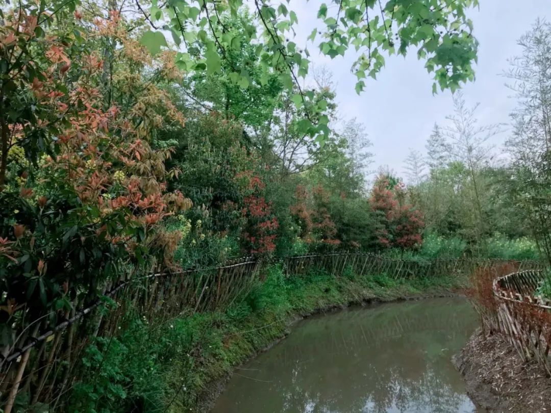 足不出沪来青浦竹博园观竹影阑珊