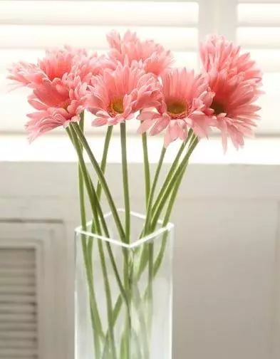 秀美 分享 四月花卉栽植与养护全解 政务 澎湃新闻 The Paper