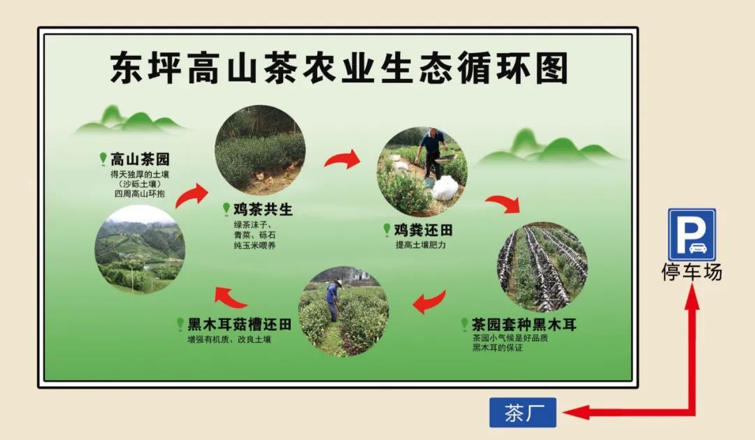 农业龙头企业,除了优质的东坪高山茶外,他们的生态茶园种植已形成一套