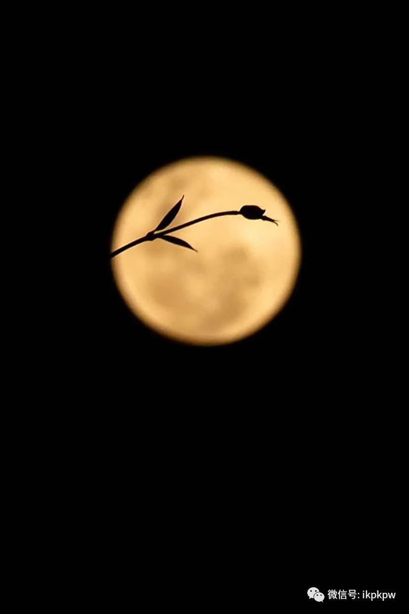 十五的月亮十六圆,今天月亮好大好圆啊!你看到了吗?