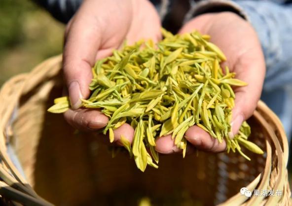 1000多亩！巢湖蕞大黄金茶茶园开园采摘啦