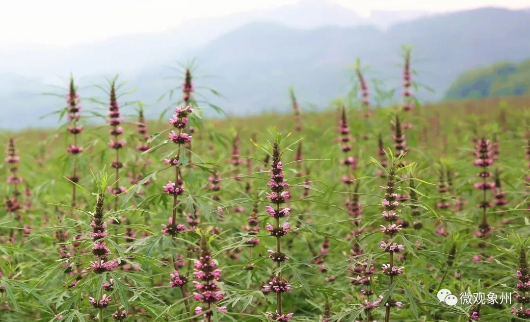 象州县发现一处200亩野生中药益母草