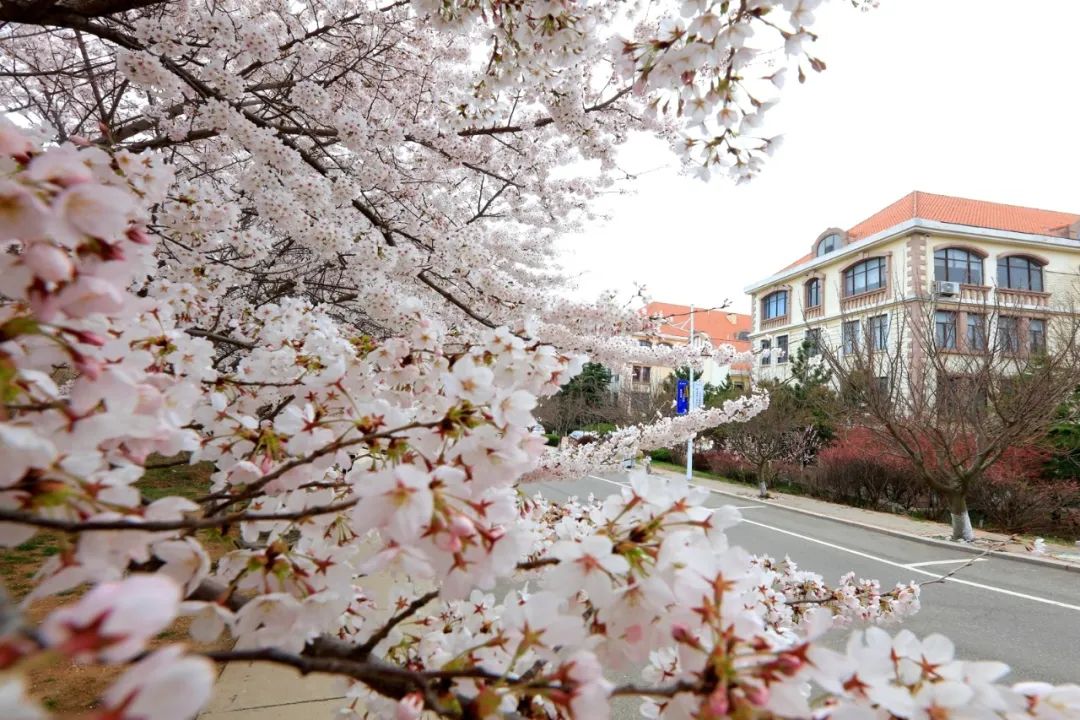 海大樱花大道图片