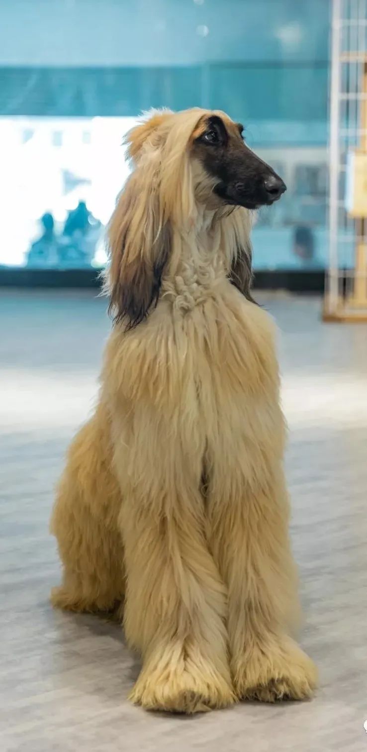 阿富汗猎犬还是唯一能出入五星级酒店的犬种,虽然是猎犬,性格都超级温