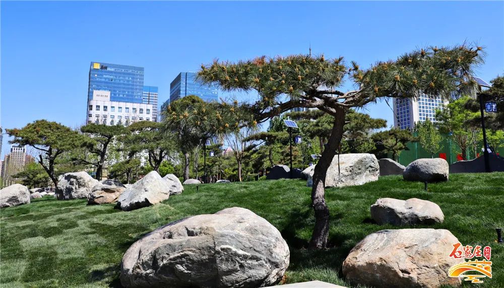 绿化树种据市园林专家介绍工人正在对新植的乔灌木进行修剪在油松中间