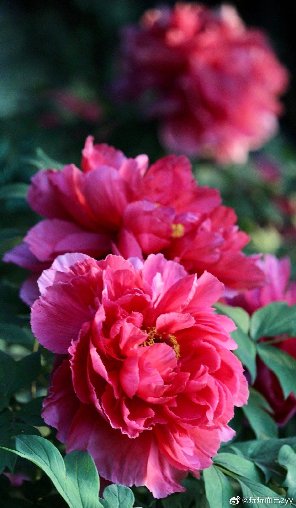 南京多处牡丹齐绽放,一处比一处艳!