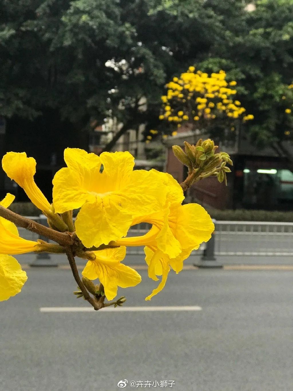 黄花风铃木的花期(黄花风铃木的花期有多长)