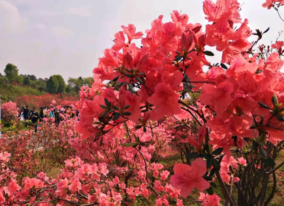 超美的开福这个地方百亩杜鹃迎来盛花期