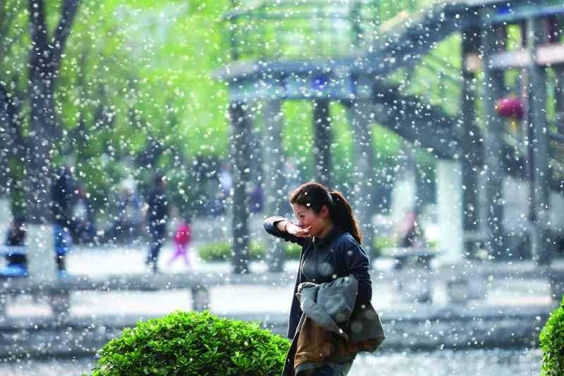 每年春暖花开,有一些过敏体质的人,遇到空气中飘来的花粉,杨絮,柳絮