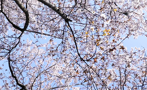 500_305gif 动态图 动图