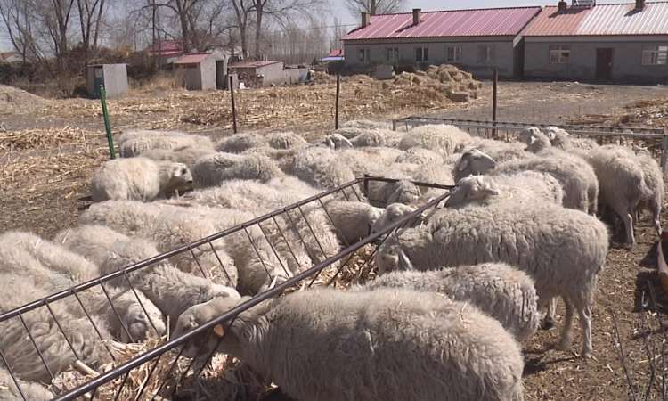 乌力吉木仁苏木坚持精准方略提高脱贫实效