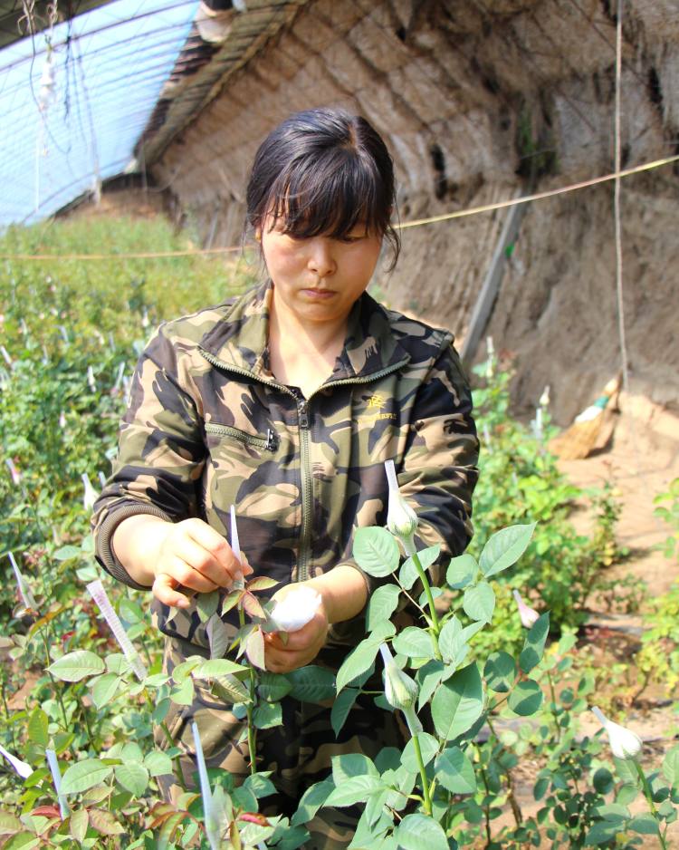 大力推动花卉产业转型升级,让"花经济"成为了农民增收致富的新途径