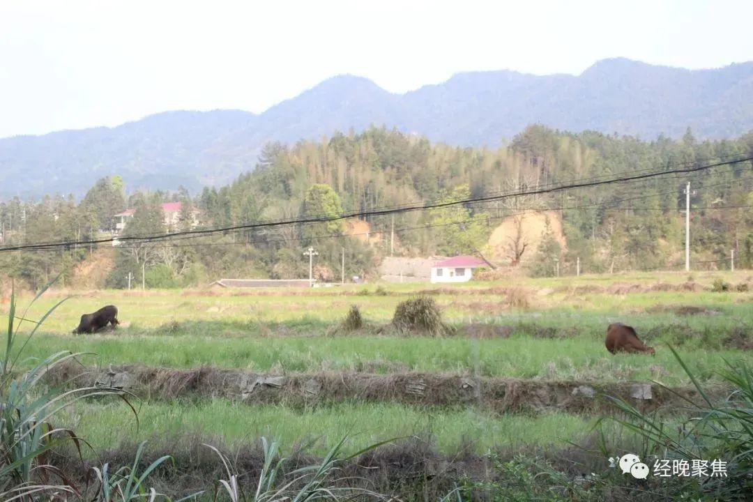 修路修房移民搬迁建茶叶基地打造生态旅游一个都不少记靖安县罗湾乡塘