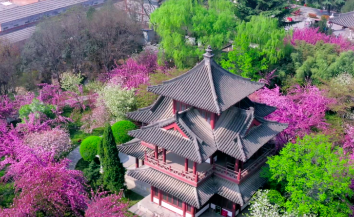 实拍西安千年古寺唯美樱花，春色撩人美好如初