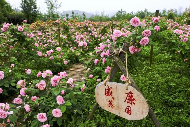 崇州这片月季花海