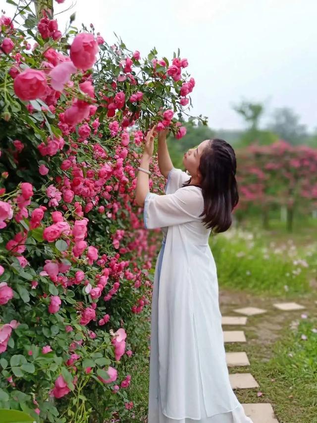 崇州这片月季花海