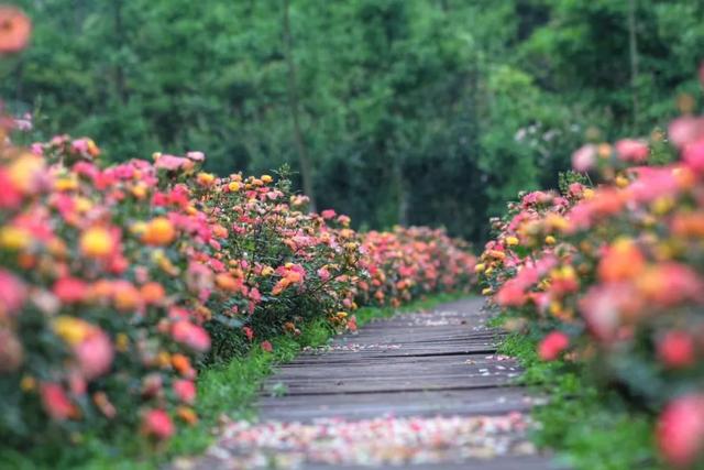 崇州这片月季花海