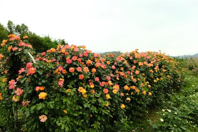 崇州这片月季花海