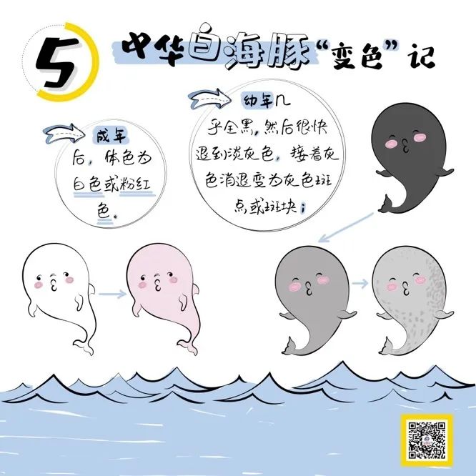 遇见中华白海豚,保护"水中大熊猫"!