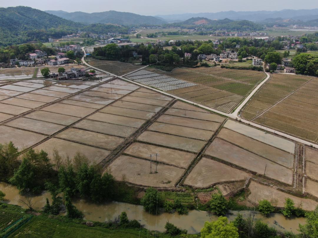 旧事新说最近万载白良赤兴株潭等地天地间一片繁忙