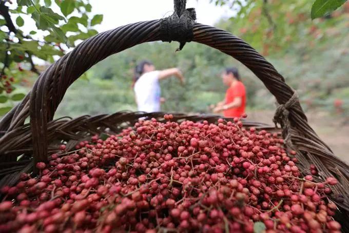 小花椒闯出大市场