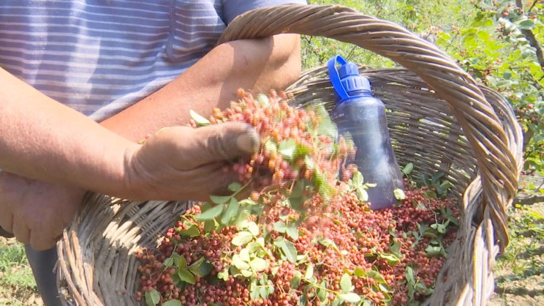小花椒闯出大市场