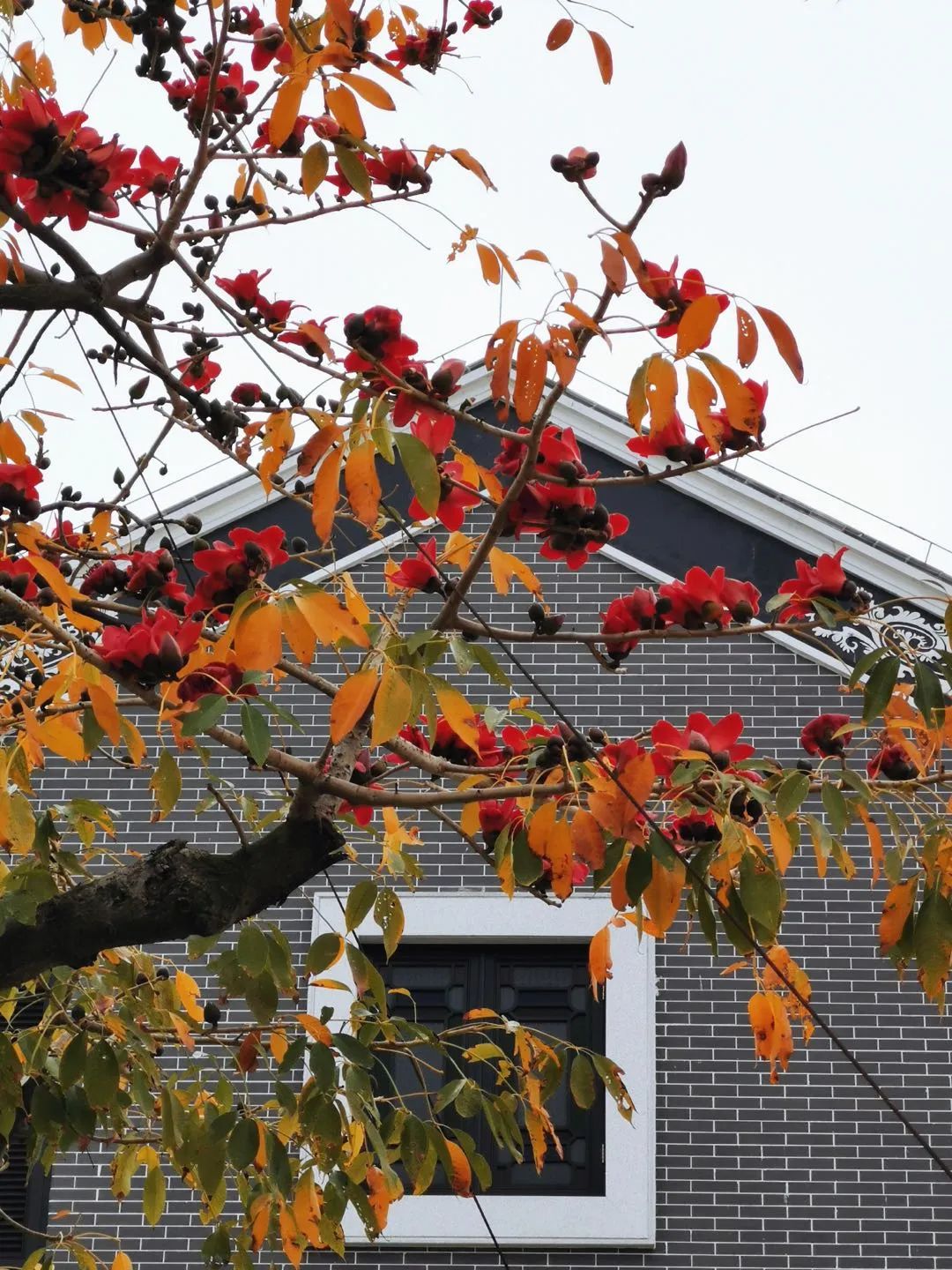 樱花开花开桃红盛放似海江西婺源金黄灿灿随风翻涌勤劳的蜜蜂踏上这块