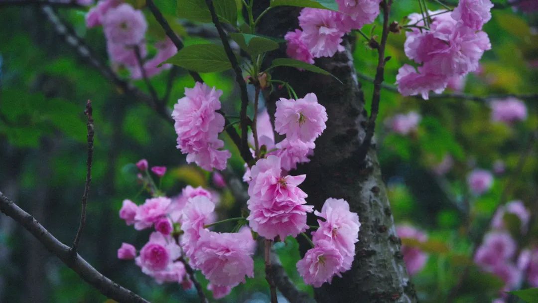 四川德阳汝乡小镇樱花开花开桃红盛放似海江西婺源金黄灿灿随风翻涌