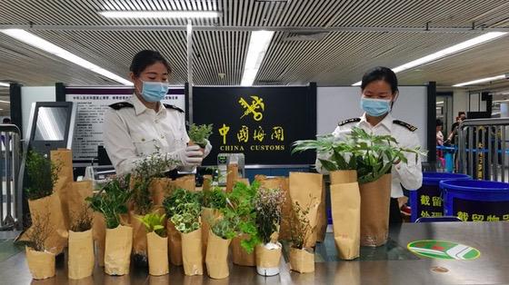 深圳海关从旅客行李中截获的非洲大蜗牛,植物种苗