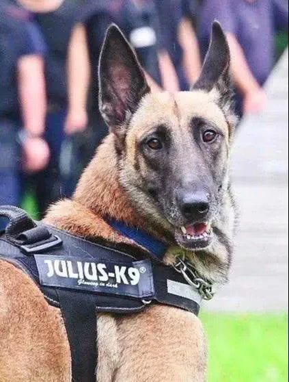 全国首个公益警犬险送给那些不能说话的战友