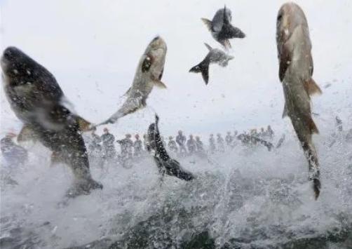 俗称开江松花江,嫩江,乌苏里江等