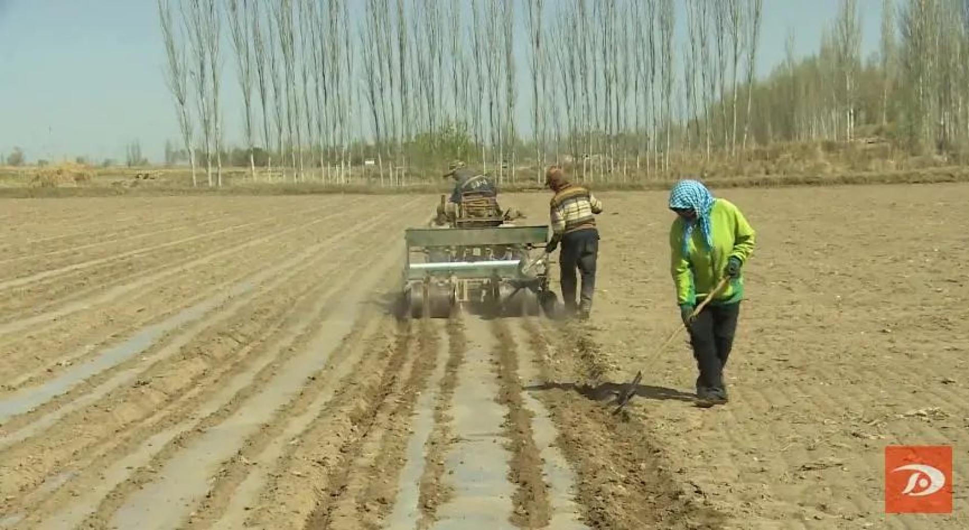 敦煌市45万亩棉花开始播种