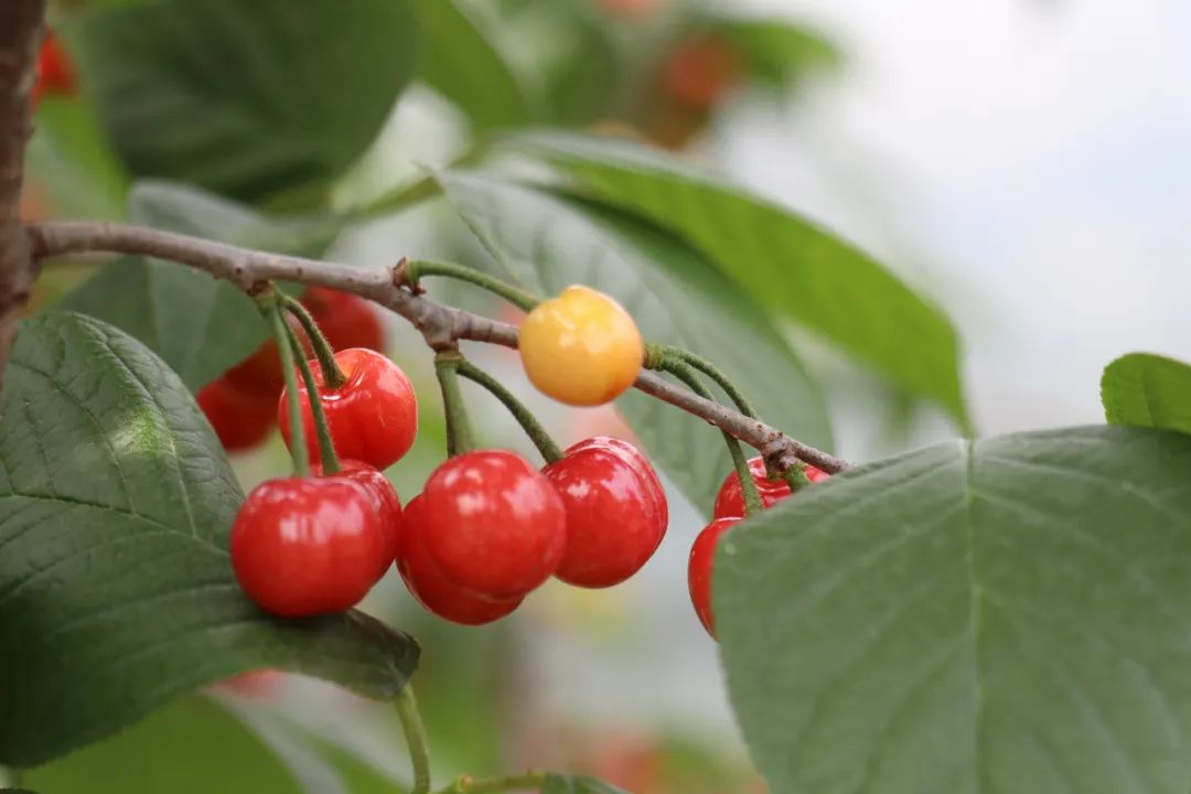 诸暨人同山樱桃红啦走摘樱桃去