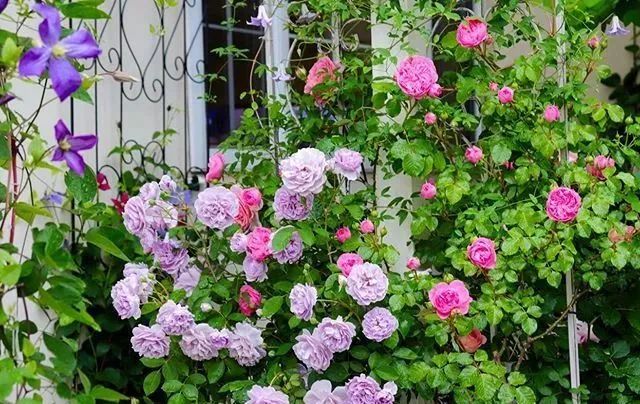 最美庭院四月天②种下一株月季花