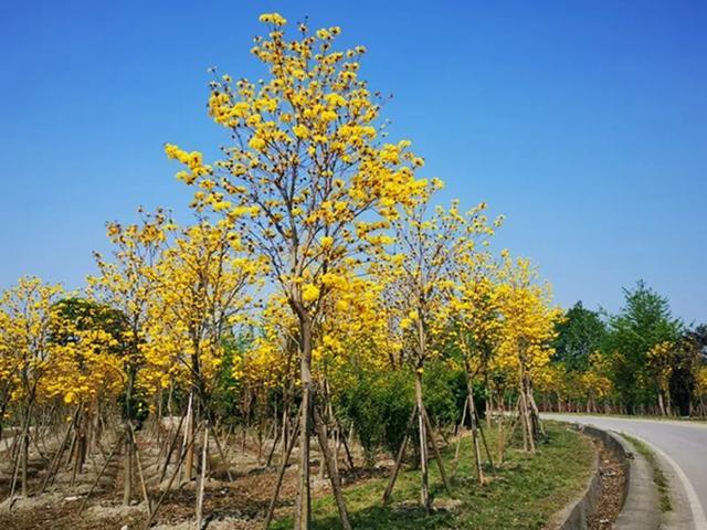 崇州羊马黄花风铃木图片