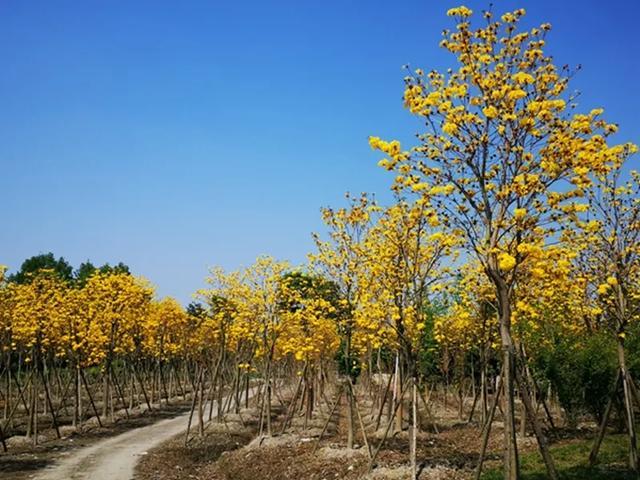 崇州羊马黄花风铃木图片