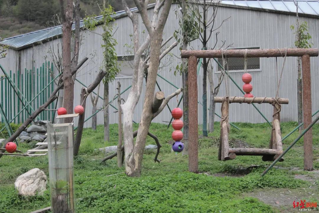 #成都商报#记者探访：大熊猫幼仔窒息死亡，当晚究竟发生了什么？