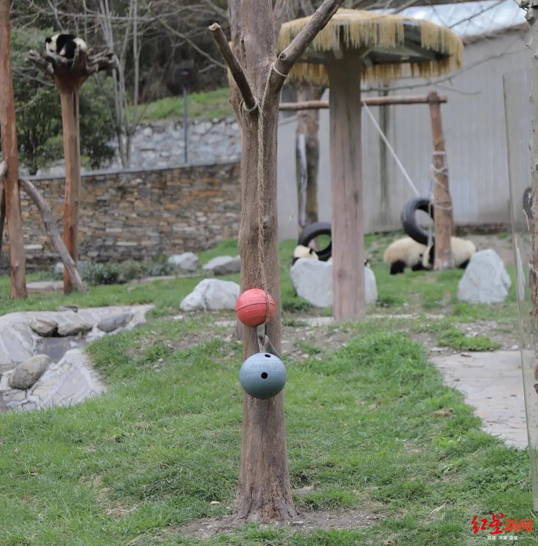 #成都商报#记者探访：大熊猫幼仔窒息死亡，当晚究竟发生了什么？