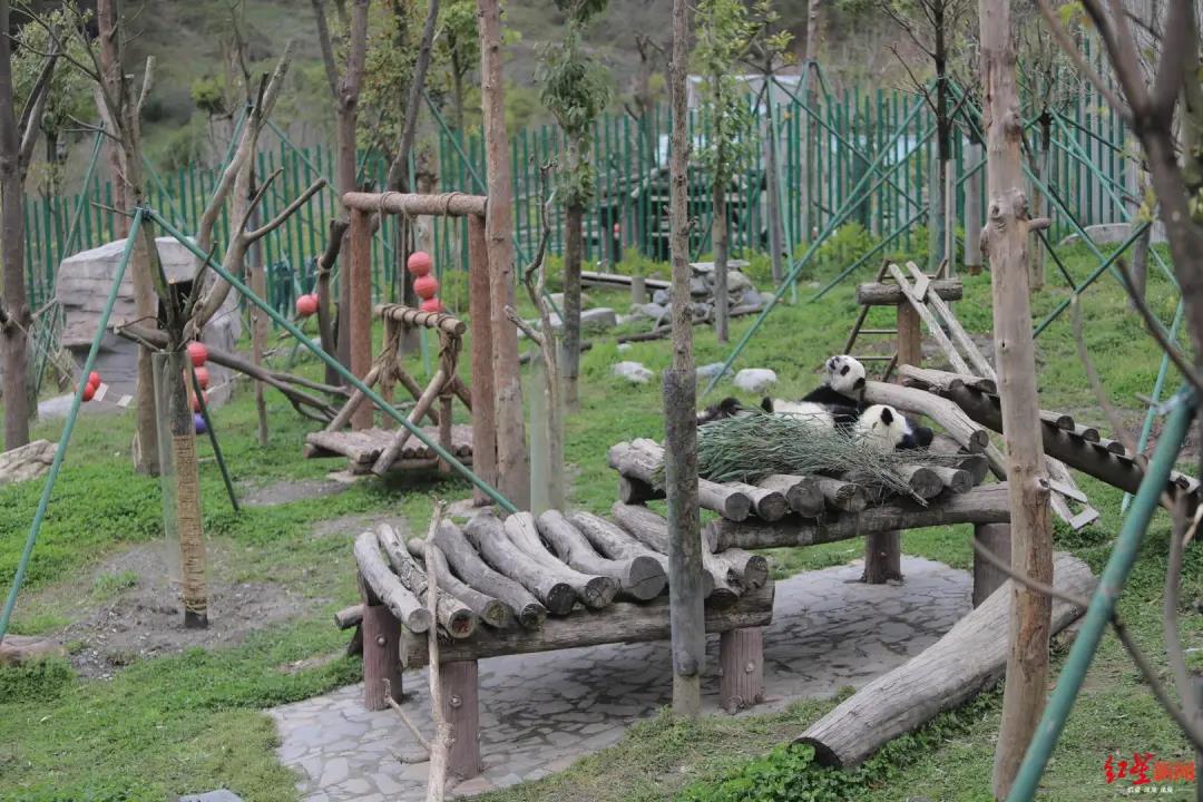 #成都商报#记者探访：大熊猫幼仔窒息死亡，当晚究竟发生了什么？