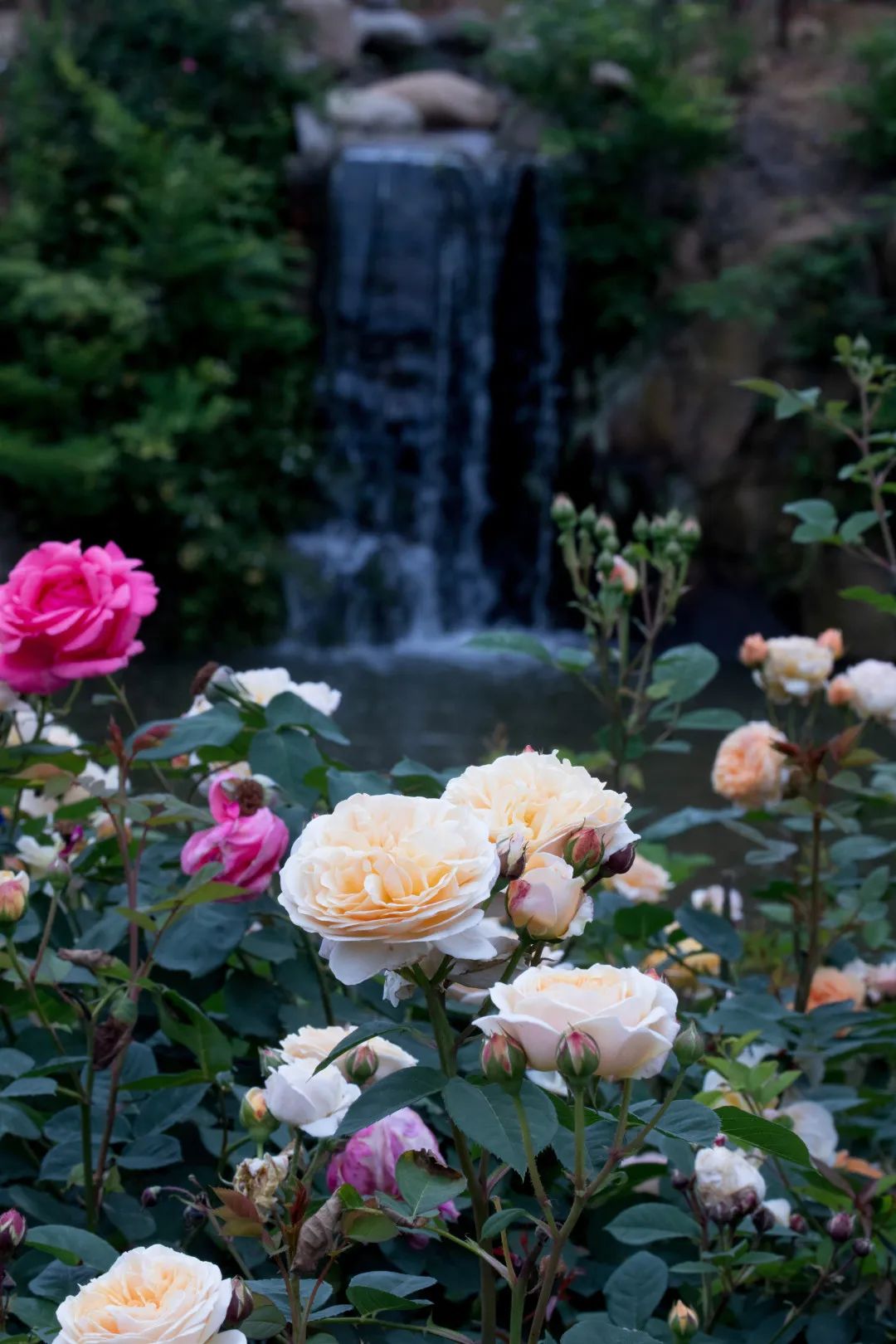 4月的溧水不可错过的盛大花事花花世界等你来徜徉