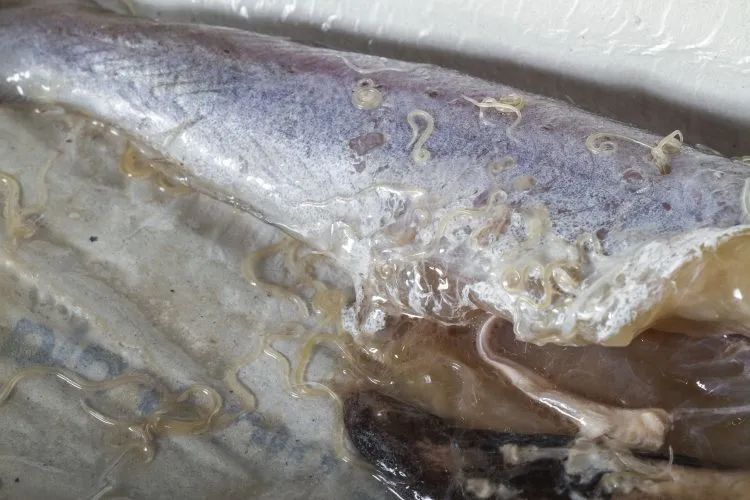 还敢吃寿司吗 研究发现 在过去40年里 海鱼中寄生虫数量增加了2倍 湃客 澎湃新闻 The Paper