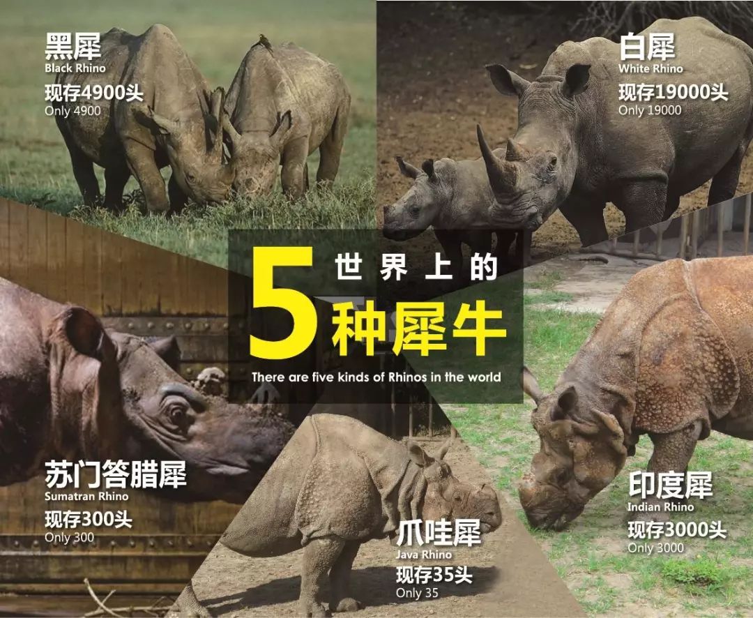 黑天鹅、灰犀牛，金融界“不爱”的动物也有可爱的一面