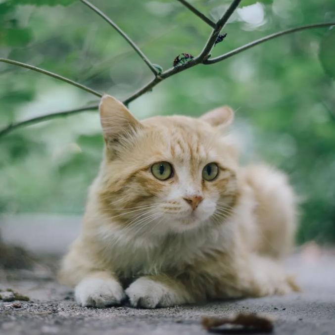 在北大做小动物会被怎样爱护