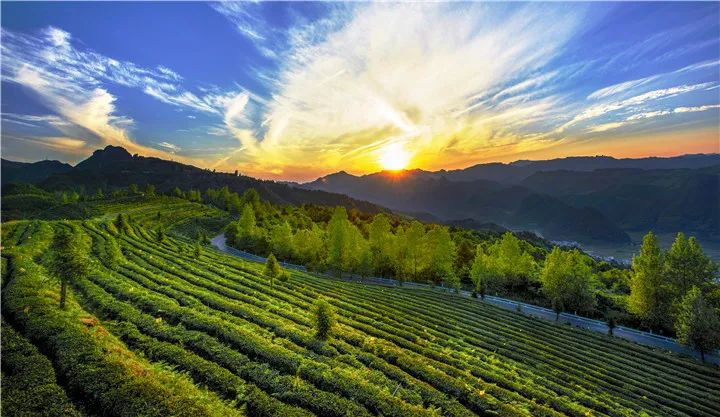 重磅都匀毛尖进入2020中国茶叶区域公用品牌价值十强榜单