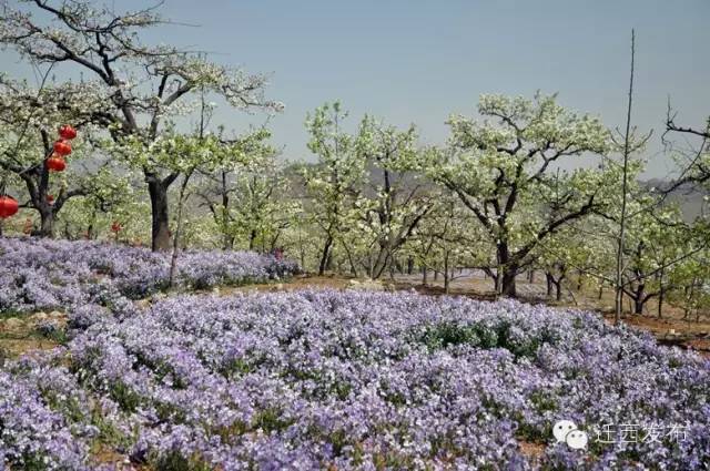 全域旅游 本周看点 花乡果巷特色小镇