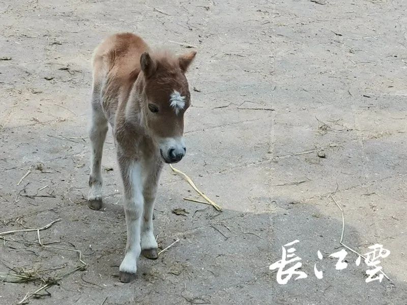 停業後的動物園,一些奇怪詭異的事發生了