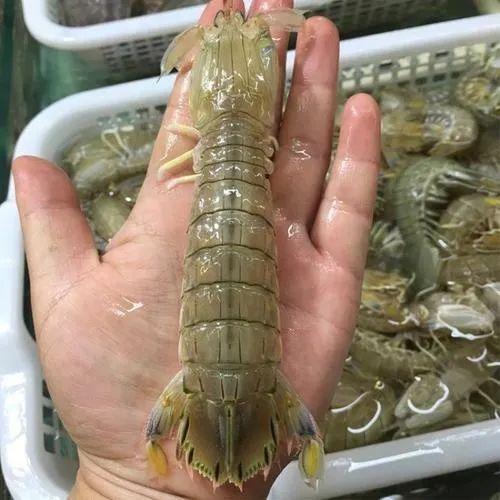 想吃肥又鲜的pp虾这个地方你去过吗