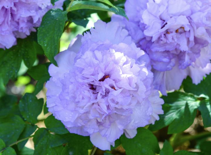 色系答:菏泽牡丹9大色系(红色系,粉色系,黄色系,绿色系,白色系,蓝色系